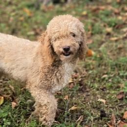 Dottie - Poodle