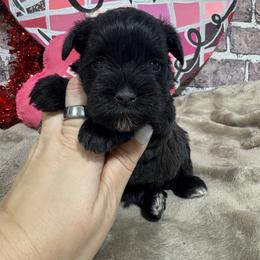 Annie - Black female Miniature Schnauzer puppy in Lufkin, Texas from C&K’s Schnauzer House
