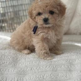 Trixie reserved for the carston family - Apricot female Maltipoo puppy in Fredericktown, Missouri from Doodle Pups Fur-Ever
