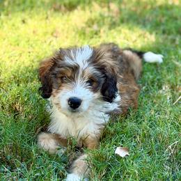 Lovey - Sable female Bernedoodle puppy in Russellville, Arkansas from Crossgate Doodles