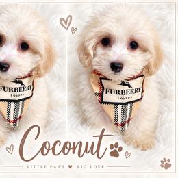 Coconut - White male Maltipoo puppy in Huntington Beach, California from Boujeepups