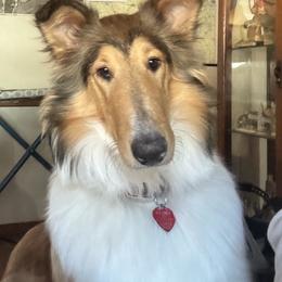 Collie and Yorkshire Terrier All Grown Up from Puppy Dog City