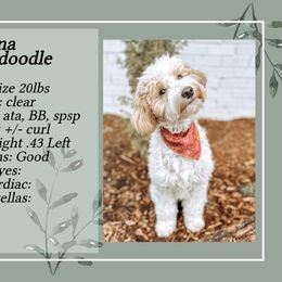 Luna - Goldendoodle