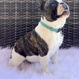 Boudreaux - French Bulldog