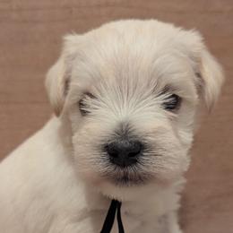 Baby boy 4 - Black Collar - White male Miniature Schnauzer puppy in Eupora, Mississippi from Mississippi Mini Schnauzers