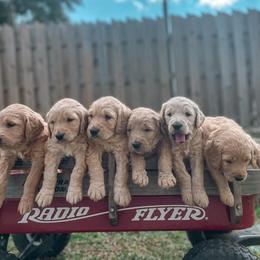 Goldendoodle Puppies from ENC Goldendoodles
