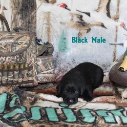Labrador Retriever Puppies from Copper Creek Outfitters and Kennel
