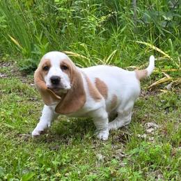 Daphne 3250 - Lemon and white female Basset Hound puppy in Big Rapids, Michigan from Basket Hound Bassets