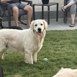 Golden Retriever Puppies from Canyon Ridge Goldens