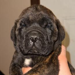Benny - Brindle male Mastiff puppy in Carthage, Missouri from Mama’s Mastiffs