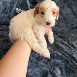 Benedict - Parti male Goldendoodle puppy in Barstow, California from Golden Desert Doodles