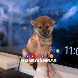 COCO - Red female Shiba Inu puppy in Minnesota from BonsaiShibas