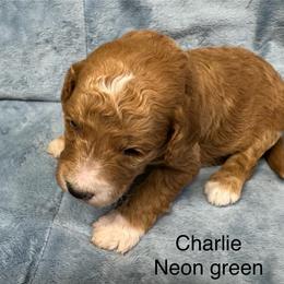 Charlie - Red  male Goldendoodle puppy in Golden, Colorado from Golden Mesa Doodles