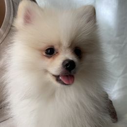 HALO - Cream male Pomeranian puppy in Los Angeles, California from Lucky Poms of LA