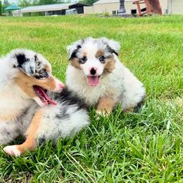 Miniature American Shepherd Puppies from 3 Barrels Kennel
