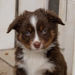 Graham - Red tri male Miniature Australian Shepherd puppy in Blackfoot, Idaho from Bellewynd Acres