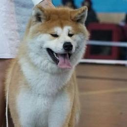 Japanese Akitainus from Winmont Akitas