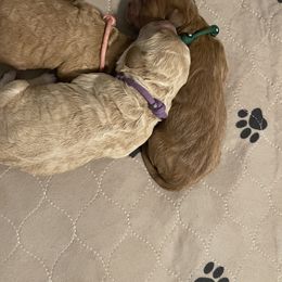 Bernedoodle, Goldendoodle, and Poodle Puppies from Loyal Companions of Tampa Bay