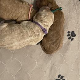 Bernedoodle, Goldendoodle, and Poodle Puppies from Loyal Companions of Tampa Bay