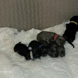 Dachshund Puppies from CLARK'S BREEDING PROGRAM