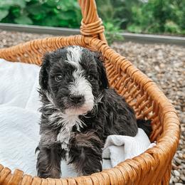 Nova - female Australian Mountain Doodle puppy in Tryon, North Carolina from Melrose Mountain Farm
