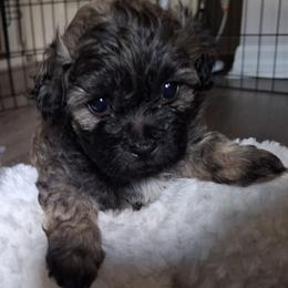 Cocoa Bean - Brindle male Mal-Shi puppy in Apollo Beach, Florida from Gemstone Exclusive Pups of Florida
