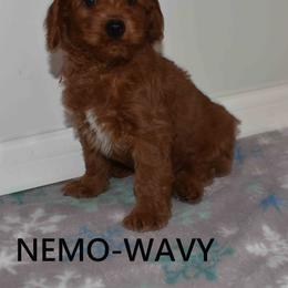 Nemo - Red  male Goldendoodle puppy in Jasper, Indiana from Hilltop Pups By Abby, LLC
