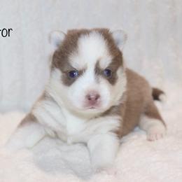 Boy 3 - Lavender male Pomsky puppy in Denham Springs, Louisiana from Bayouland Pomskies