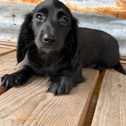 Minks-Pet Only - Black male Dachshund puppy in Muldrow, Oklahoma from Sassy Sausage Dogs