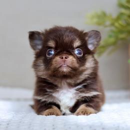 Orian - Chocolate and tan male Chihuahua puppy in Beaumont, Texas from Down south pups