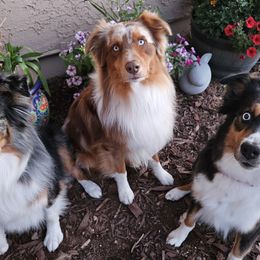 Australian Shepherds from Siesta Aussies