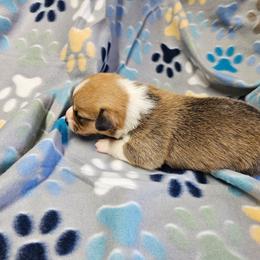 Baby boy 2 - White and fawn male Pembroke Welsh Corgi puppy in Orange, Virginia from CL&L Corgi's