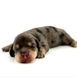 Karen Smith - Dapple female Dachshund puppy in Kuna, Idaho from Gem State Mini Dachshunds