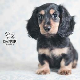 Cyclone - Black and tan male Dachshund puppy in Brooksville, Florida from Dapper Doxies