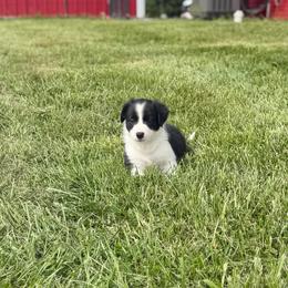 Mazzy - Black and white female Border Collie puppy in Owenton, Kentucky from Three16 Ranch