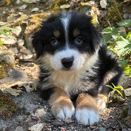 Caius - Black tri-color male Australian Shepherd puppy in Grants Pass, Oregon from Carmel Mountain Aussies