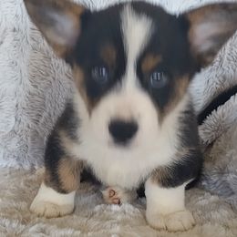 Boy 2 - Brindle and white male Cardigan Welsh Corgi puppy in Huntington Beach, California from Victory Crown