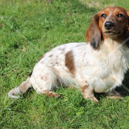 Priscilla - Dachshund