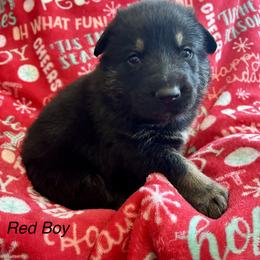 Red Boy - Black and tan male German Shepherd puppy in Ashland, Ohio from Peachy Puppies