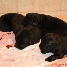 Girl 1 - Black female Newfoundland puppy in Ellendale Forge, Pennsylvania from Opening Heavens Doors Newfoundlands
