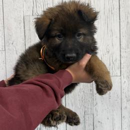 Orange puma male - Sable male German Shepherd puppy in Herrick, South Dakota from Dakota Shepherds Kennels