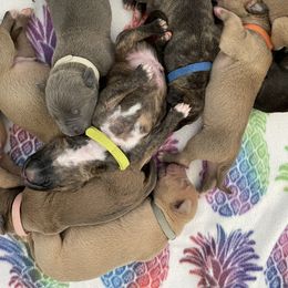 American Bully and American Pit Bull Terrier Puppies from Terminal Velocity Kennels LLC