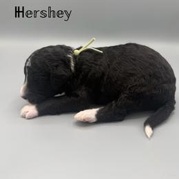 Hershey - Black and white male Aussiedoodle puppy in Paragould, Arkansas from AC Doodles & Corgis