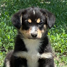 Crest - male American Corgi puppy in Bayard, Nebraska from Puppies by Alies