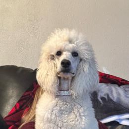 Iris - Poodle