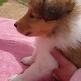 Collie Puppies from Kingsgift Collies