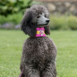 Poodles from Glowing Star Standard Poodles