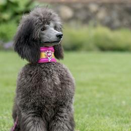 Poodles from Glowing Star Standard Poodles