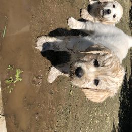 Golden Retriever Puppies from Joyful Golden Retrievers