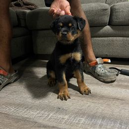 Royce Von knight enterprise - Black and mahogany Rottweiler puppy in Jeffersonville, Indiana from Rottweiler von knight enterprise